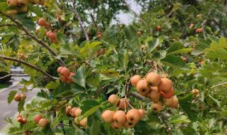 远方的山楂树结局 远方的山楂树结局